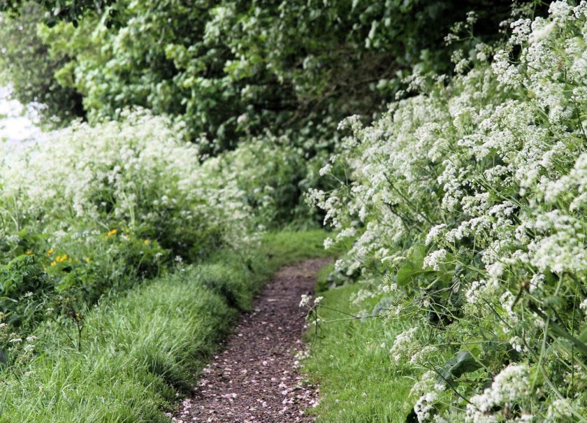 Cow Parsley lines the path along the edge of Dents Garth, Roos