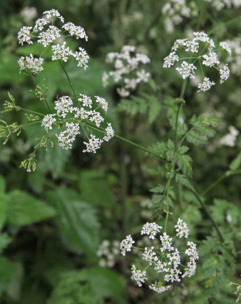 Delicate Flowers of Queen Anne's Lace or Cow Parsley (Anthricus sylvestris)