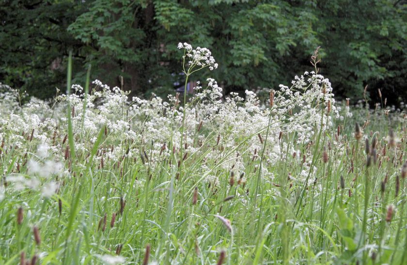 Cow Parsley in Roos Churchyard, May 2014