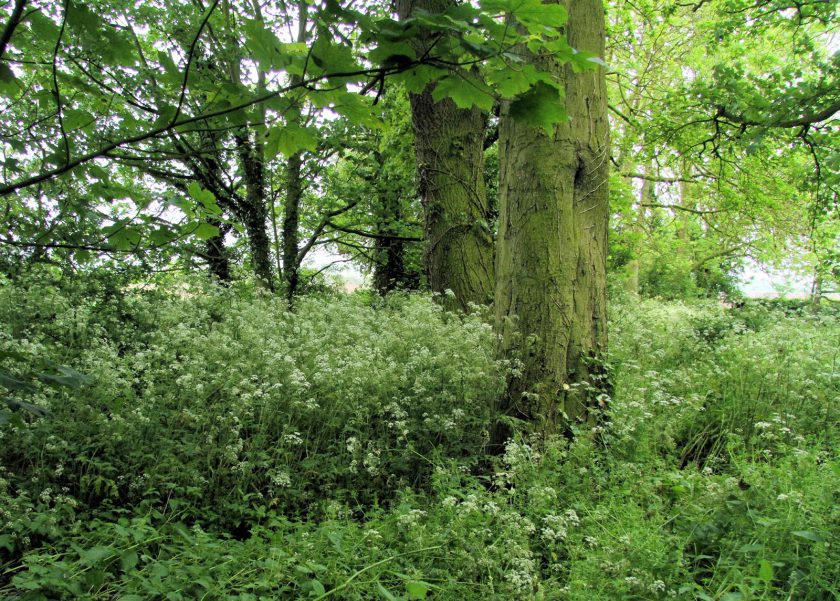 Cow Parsley Under Sycamores at Dents Garth, Roos