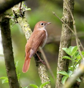 A Nightingale at rest in Lincolnshire (c) 2009 Michael Flowers