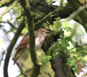 Singing Nightingale in Lincolnshire (c) 2014 Michael Flowers