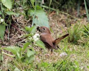 Nightingale collecting food for chicks – with tail cocked (c) 2009 Michael Flowers