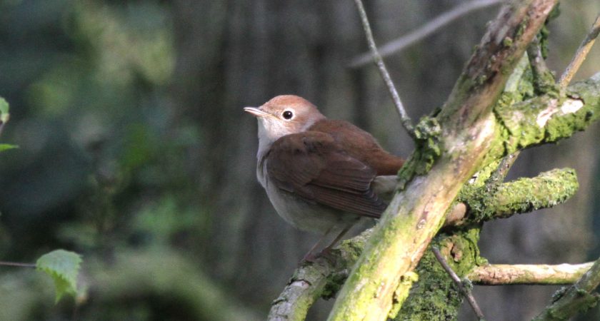 Nightingale perched - note the large dark eye, and pale eye-ring (c) 2014 Michael Flowers